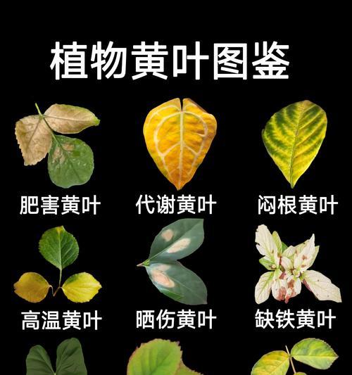 甜瓜黄叶病的防治方法（掌握黄叶病的原因，有效遏制甜瓜大面积感染）