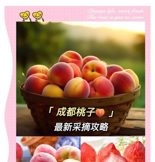 桃子采摘时间表（掌握桃子成熟期，品尝最佳口感）