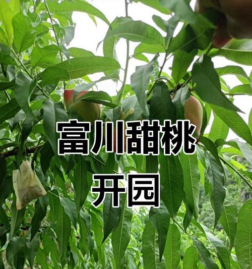 桃子采摘时间表（掌握桃子成熟期，品尝最佳口感）