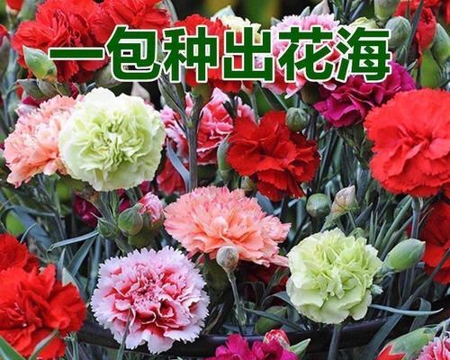 康乃馨的最佳播种时间（了解康乃馨的生长周期和生态环境对播种时间的影响）