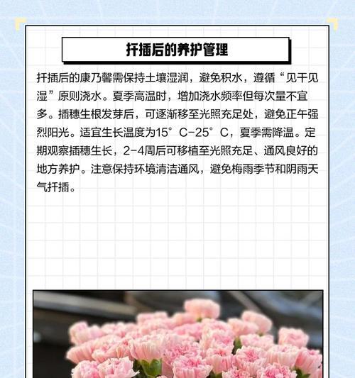 康乃馨的最佳播种时间（了解康乃馨的生长周期和生态环境对播种时间的影响）