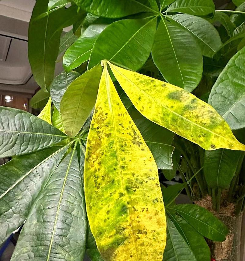 发财树叶子开裂怎么办（解决发财树叶子开裂的有效方法）