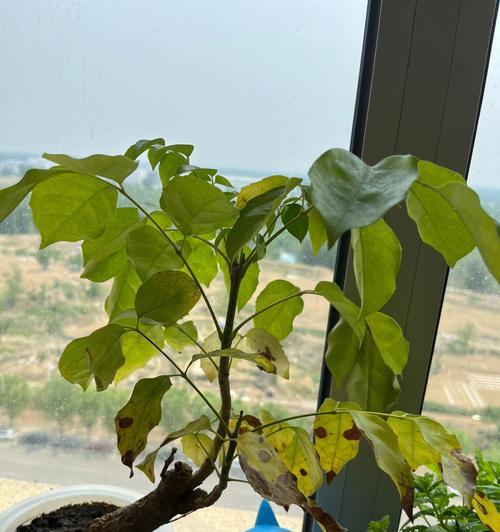 发财树叶子开裂怎么办（解决发财树叶子开裂的有效方法）
