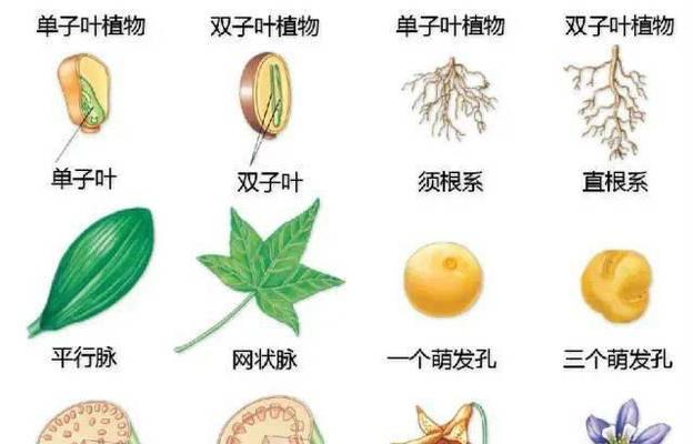 南芥是裸子植物吗？（揭开南芥裸子植物的真面目）