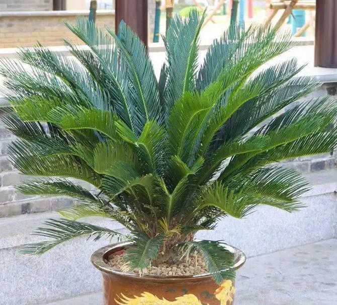 南芥是裸子植物吗？（揭开南芥裸子植物的真面目）