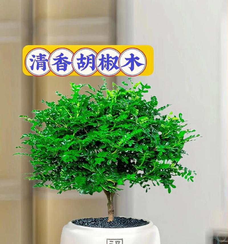 胡椒木开花的奇妙之处（探秘胡椒木开花的形态、色彩与特点）