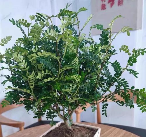 胡椒木开花的奇妙之处（探秘胡椒木开花的形态、色彩与特点）