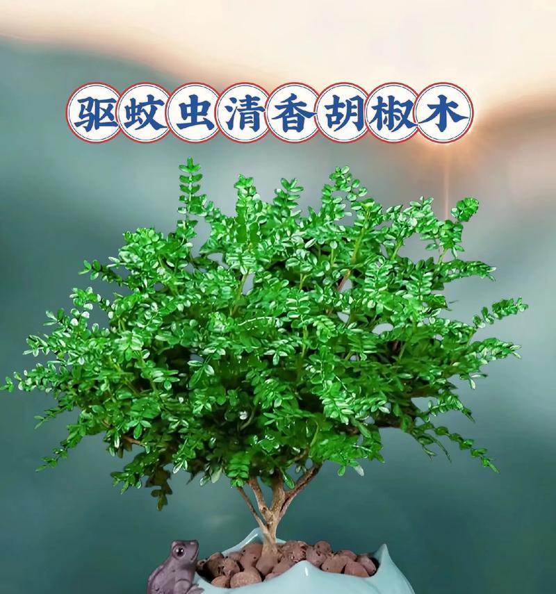 胡椒木开花的奇妙之处（探秘胡椒木开花的形态、色彩与特点）