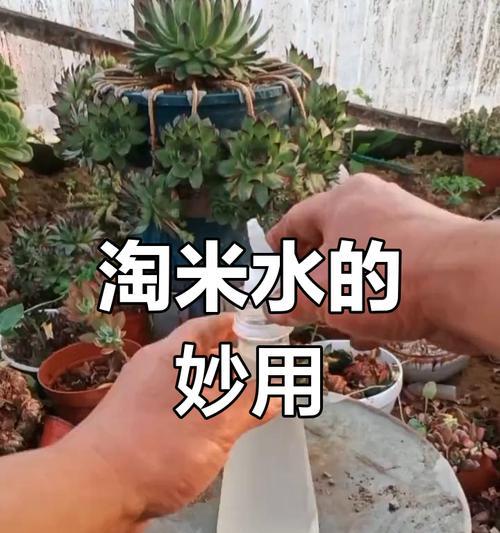 淘米水可以浇花吗？适合浇什么花？（了解淘米水的养分和使用方法，为花草提供养分和保湿）