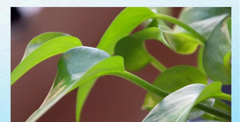 淘米水可以浇花吗？适合浇什么花？（了解淘米水的养分和使用方法，为花草提供养分和保湿）
