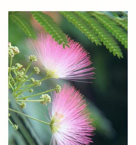 合欢花的花语及含义（探寻合欢花的深意）