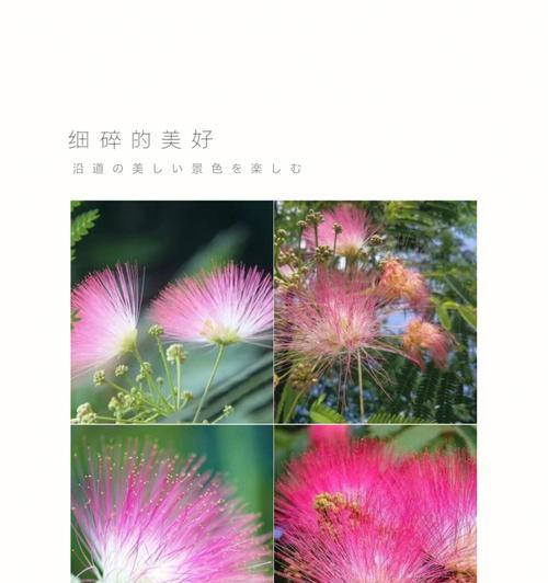 合欢花的花语及含义（探寻合欢花的深意）
