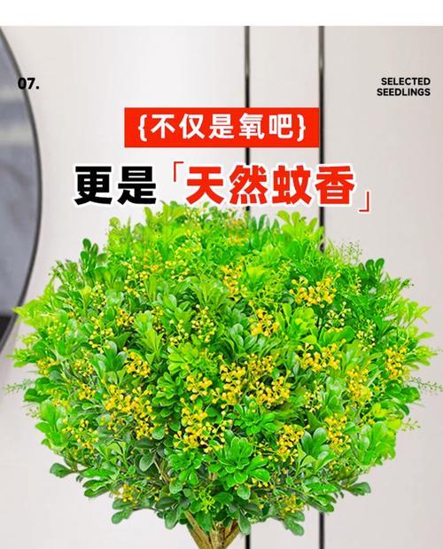 米兰花在室内养护详解（室内养护需注意的细节）