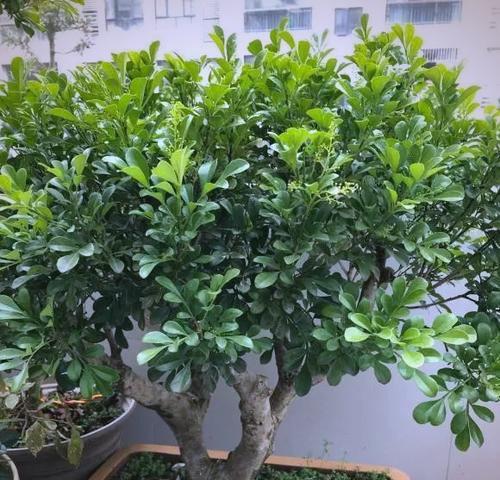 米兰花在室内养护详解（室内养护需注意的细节）