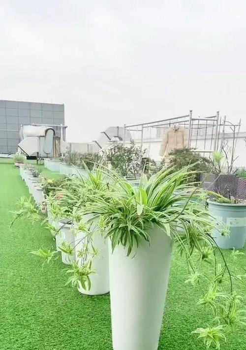 夏天金边吊兰的养护技巧（打造更旺盛的绿色植物生命）