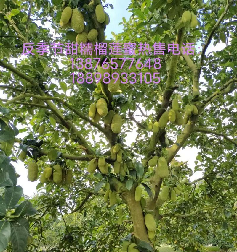 榴莲皮可以成为有机肥料吗？（探究榴莲皮的肥料价值及利用方法）
