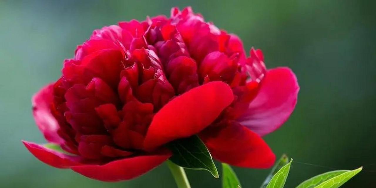 牡丹花的魅力与象征（探寻牡丹花的美丽与深意）