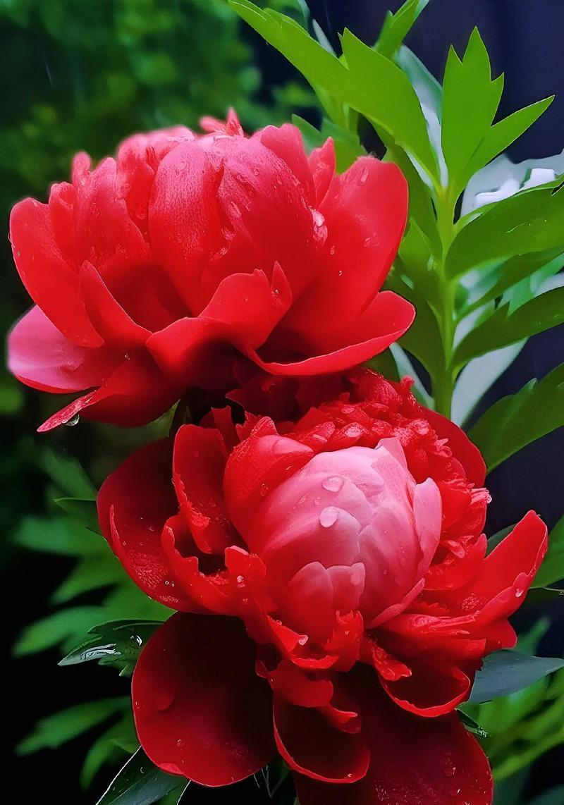 牡丹花的魅力与象征（探寻牡丹花的美丽与深意）