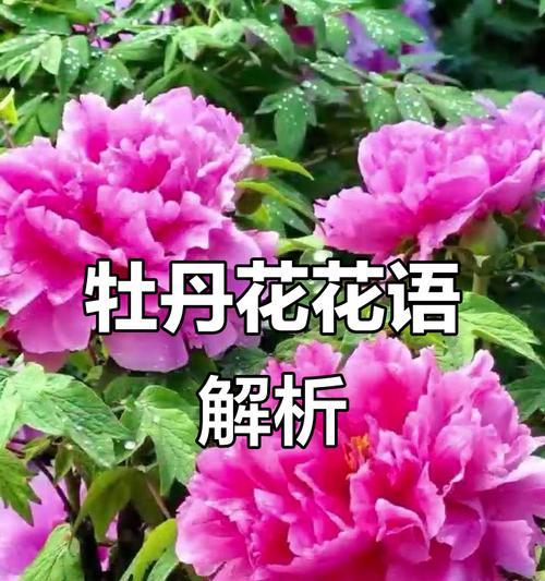 牡丹花的魅力与象征（探寻牡丹花的美丽与深意）