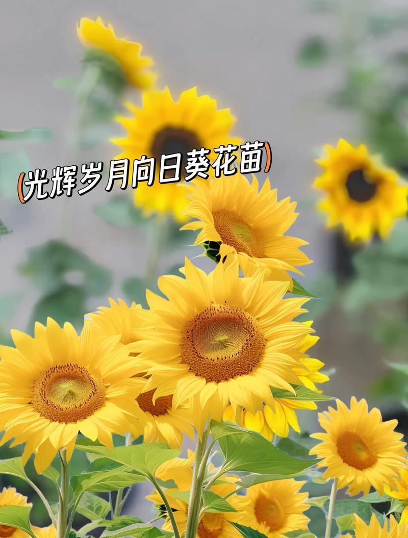 向日葵（以向日葵一般送几朵，向日葵的寓意与传递的情感）