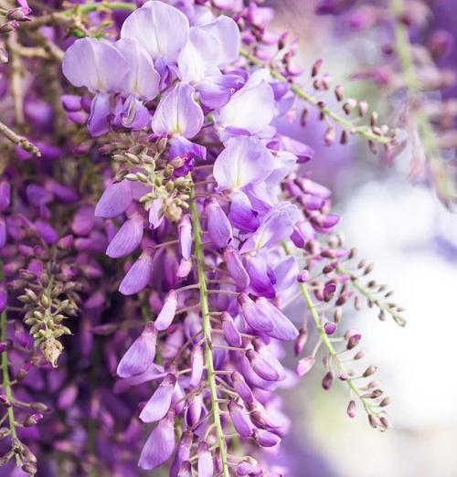 紫藤萝花语与其寓意（揭秘紫藤萝的美丽花语）
