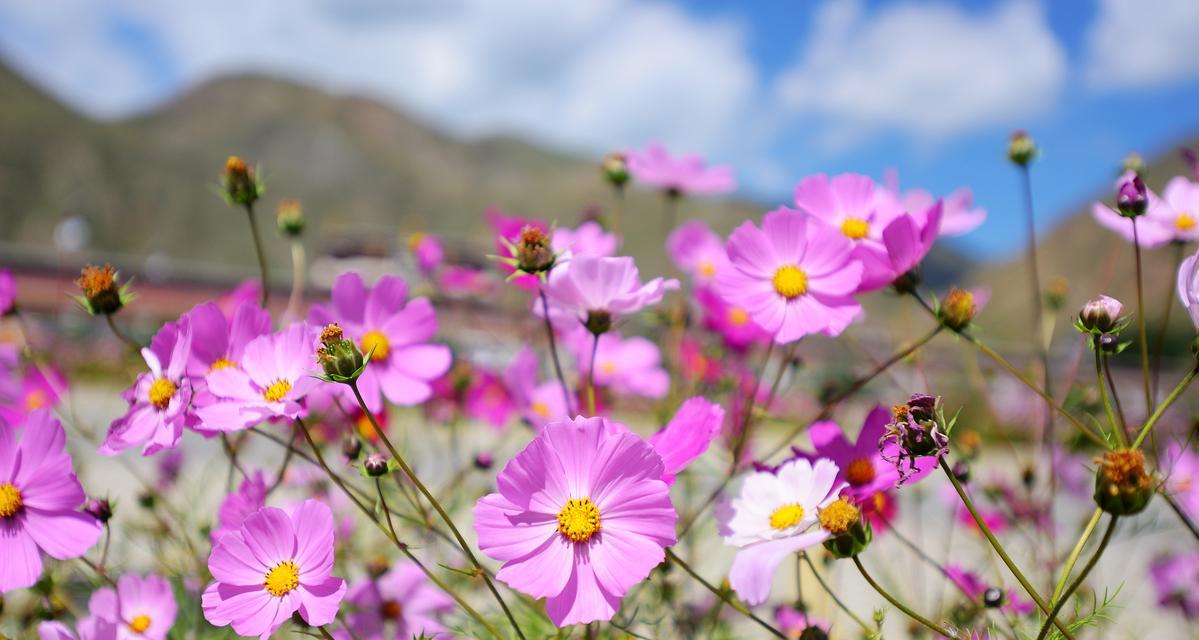 格桑花花语与寓意（探索格桑花的花语与寓意，传递着爱与坚韧精神的无声力量）