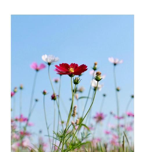 格桑花花语与寓意（探索格桑花的花语与寓意，传递着爱与坚韧精神的无声力量）