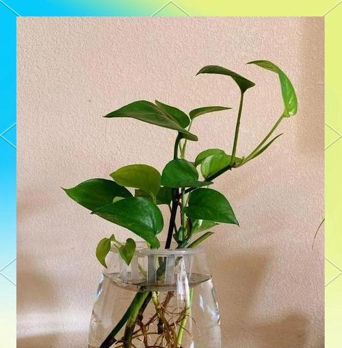 绿萝开花——生命的奇迹（绿萝开花的象征意义及养护技巧）