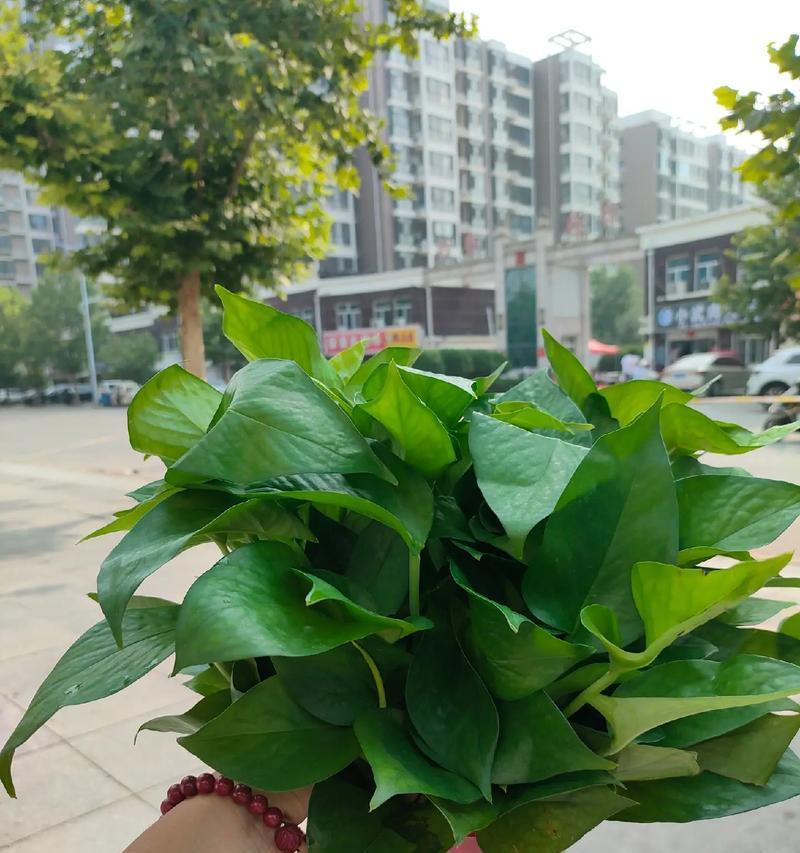 绿萝开花——生命的奇迹（绿萝开花的象征意义及养护技巧）