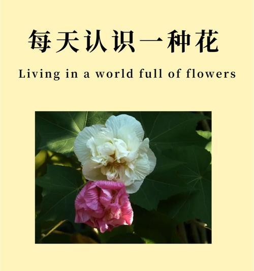 木芙蓉传说（追寻着花开的踪迹，听说传说中的木芙蓉）