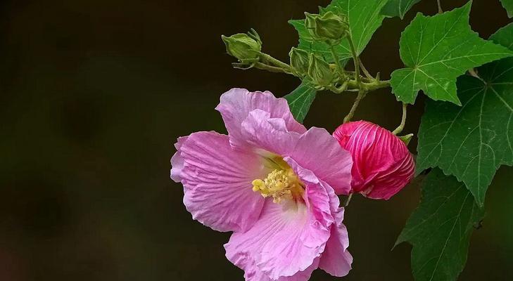木芙蓉传说（追寻着花开的踪迹，听说传说中的木芙蓉）