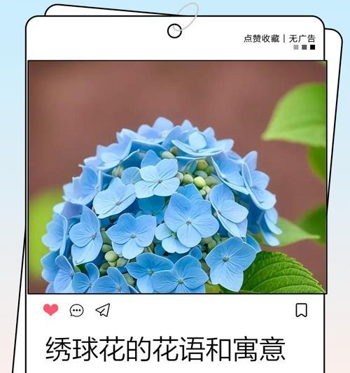 绣球花语揭示的美好寓意（探寻绣球花语的含义和象征）