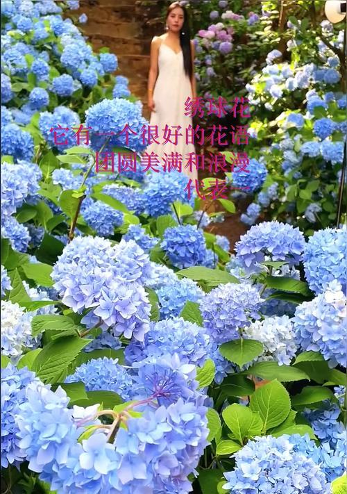 绣球花语揭示的美好寓意（探寻绣球花语的含义和象征）