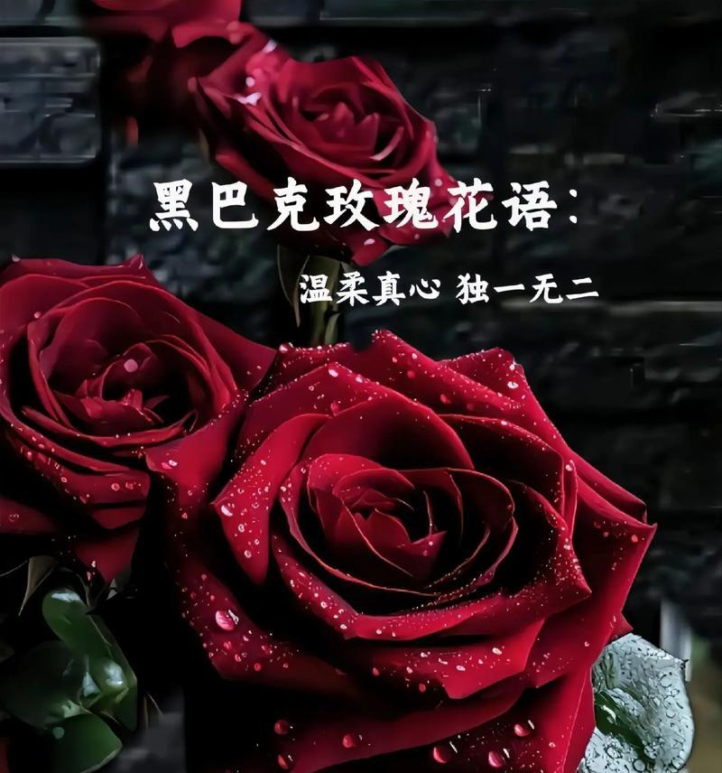 以玫瑰花为花语的鼓励之旅（激励人心的花朵与深意）