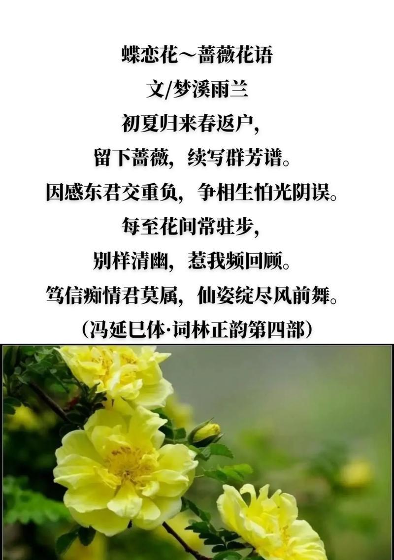 以玫瑰花为花语的鼓励之旅（激励人心的花朵与深意）