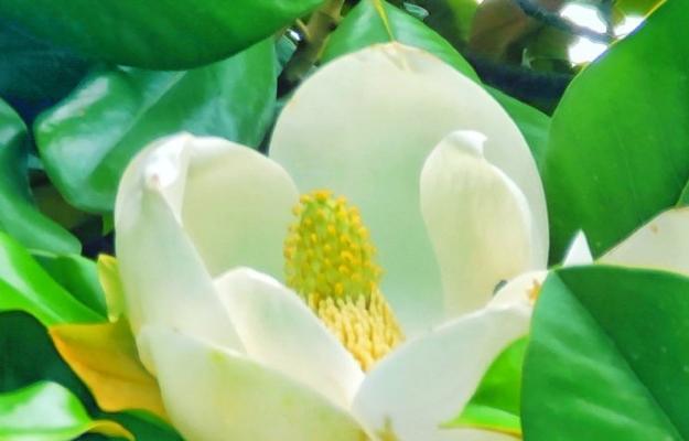广玉兰花的象征意义及美丽魅力（探索广玉兰花所代表的内涵与象征意义）