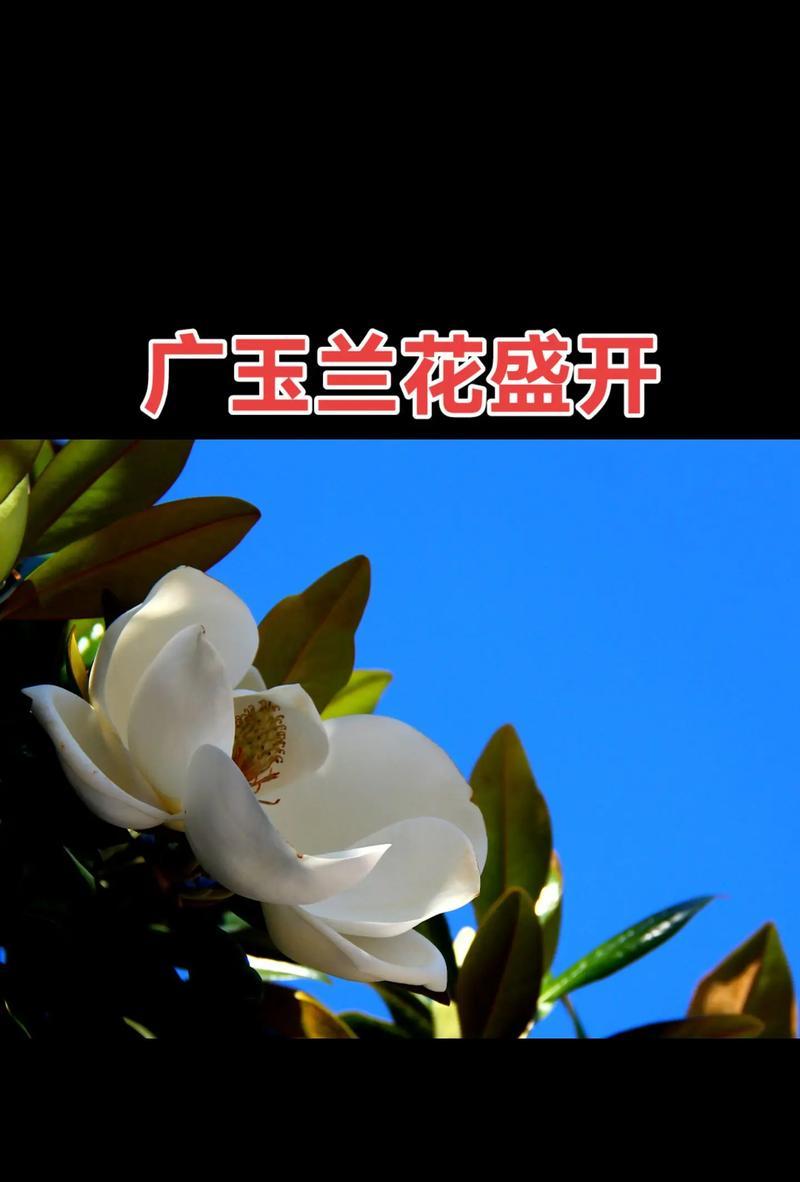 广玉兰花的象征意义及美丽魅力（探索广玉兰花所代表的内涵与象征意义）