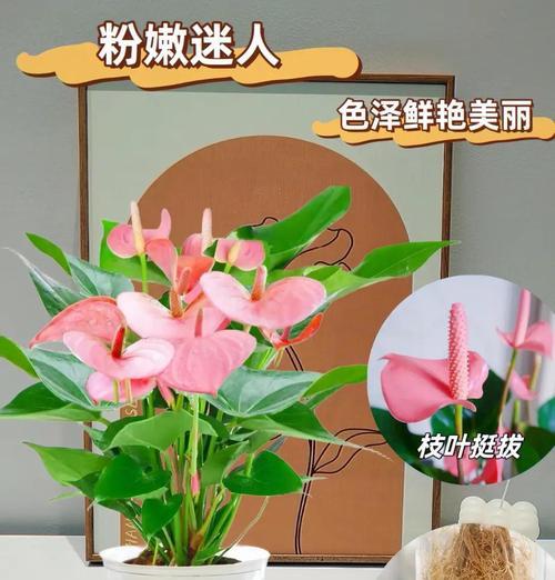 探寻粉掌的风水寓意与摆放位置（揭秘风水中的粉掌，让好运无处不在）