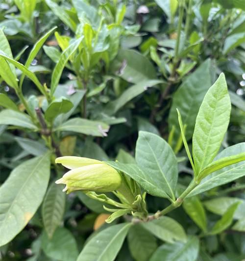 栀子花花语与情感交织的美丽（探寻栀子花花语的深层含义与传递方式）