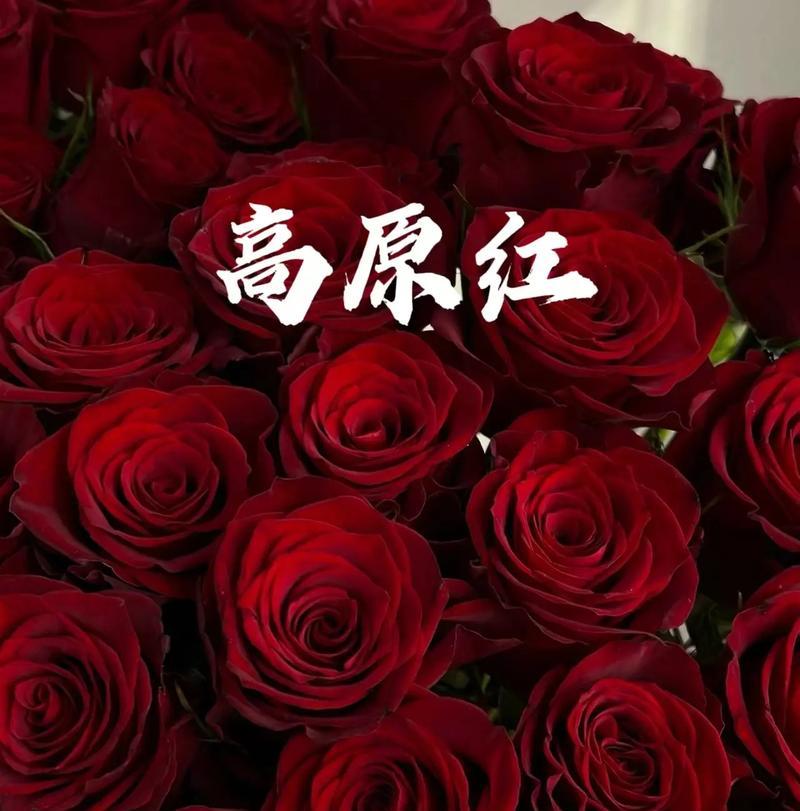 浪漫之花（唤醒爱的温柔，粉色玫瑰的花语解读）