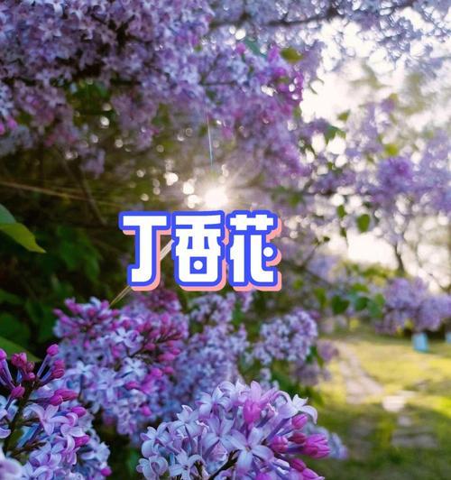 丁香花语（用花语诉说情感，传递祝福的丁香）