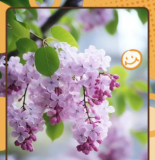 丁香花语（用花语诉说情感，传递祝福的丁香）