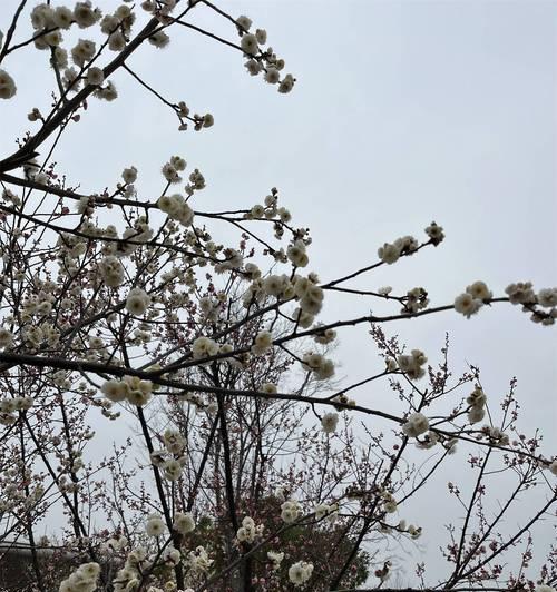 白梅花语的含义及象征（探寻白梅花的深意与美丽）