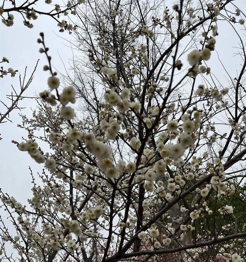 白梅花语的含义及象征（探寻白梅花的深意与美丽）