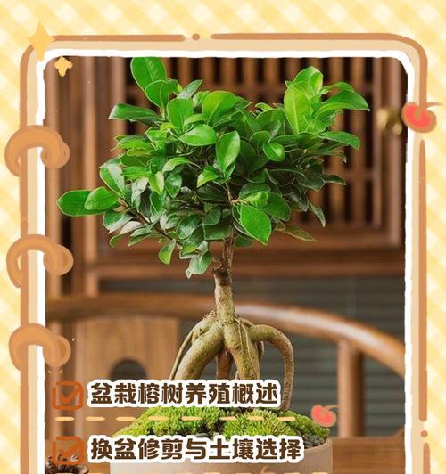 小榕树的寓意与象征（探究小榕树的神奇魅力）