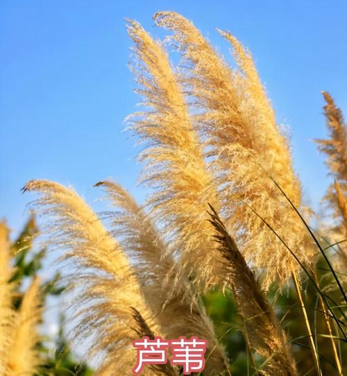 揭示植物世界的奥秘——以李亚科代表植物的主要特征为探索（探寻植物界的多样性与适应力，李亚科的重要地位与贡献）
