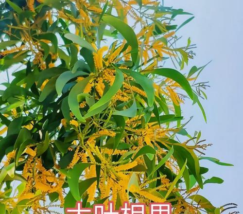 揭示植物世界的奥秘——以李亚科代表植物的主要特征为探索（探寻植物界的多样性与适应力，李亚科的重要地位与贡献）