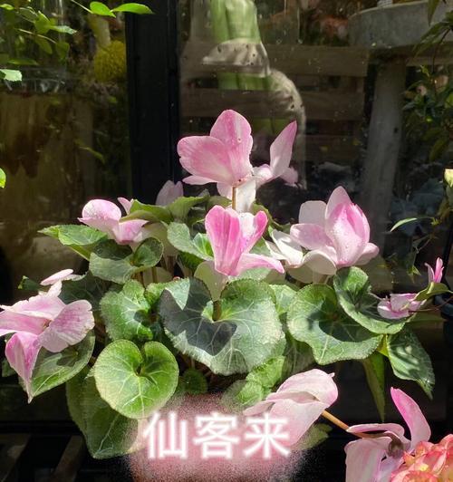 以仙客来花语的奥秘解析（解读花语背后的深意）
