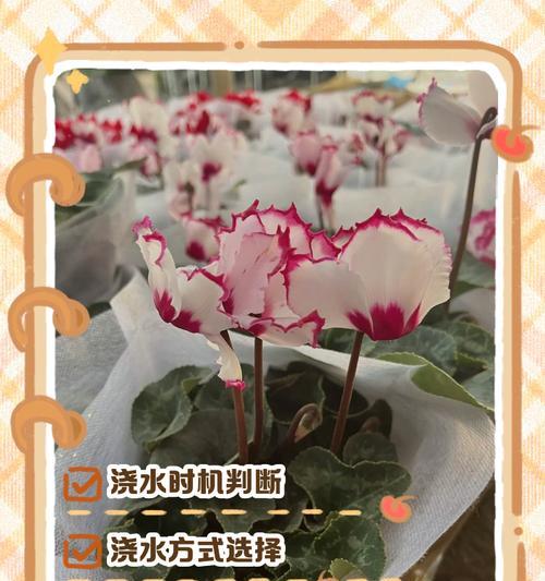以仙客来花语的奥秘解析（解读花语背后的深意）