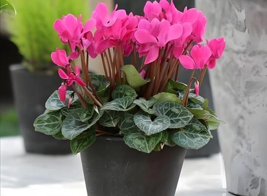 以仙客来花语的奥秘解析（解读花语背后的深意）